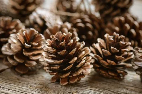 Pinecones on rustic wood background Stock Photos
