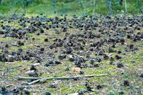 Pinecones Scattered on Forest Floor Stock Photos