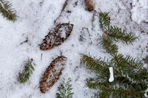 Pinecones on Snowy Ground 스톡 사진