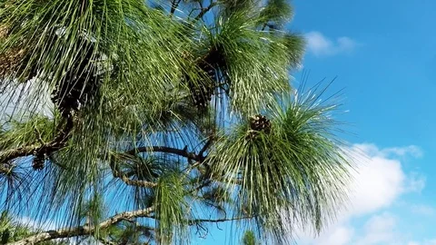 Pinecones swaying in light breeze Stock Footage 83756289