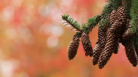 Pinecones swaying on a pine branch in windy conditions Stock Footage