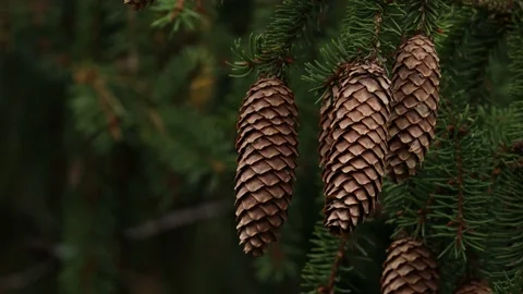 Pinecones swaying on a pine branch in windy conditions Stock Footage 158165939