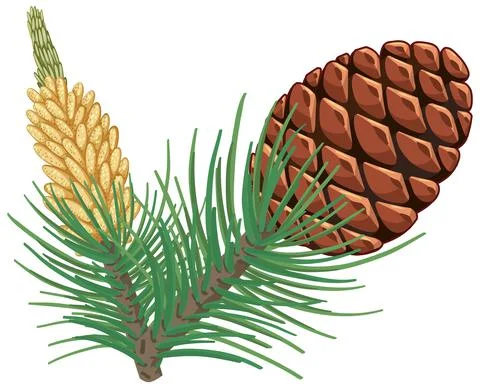Pinecorn with pine needles isolated Illustrazione stock