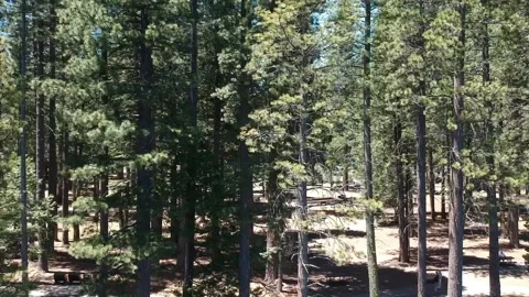 Pinecrest dronie reveals the many trees of the Stanislaus National Forest	 Stock Footage 131334445