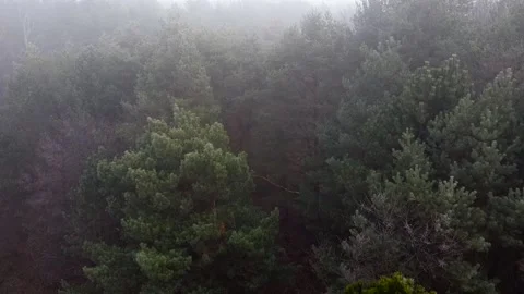 Pineforest in the fog Stock Footage 167061266