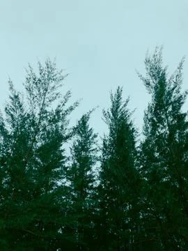 Pine,Forest,After,Rain,At,Beaches Foto stock