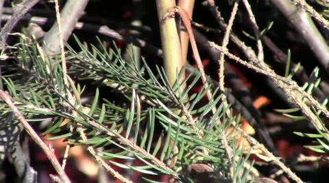 Pineneedle branch on the background of the burning fire Stock Footage 22741756