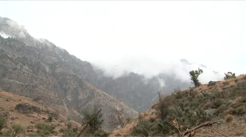 Pinenut Forest Video stock 55425623