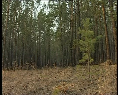 Pinery Vídeo Stock 1013951