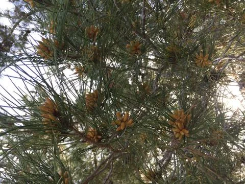 Pines 2 Stock Photos