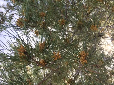 Pines 3 Stock Photos