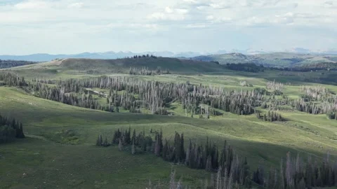 Pines and Alpine Meadows in Uinta Highlands Drift Stock Footage 338355948