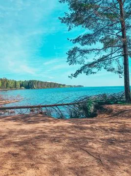 Pines and river Stock Photos