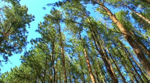 Pines and Sky Stock-Footage 23577135