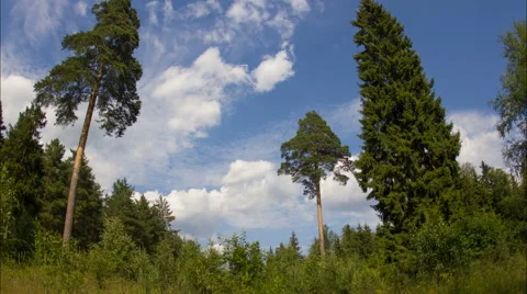 Pines and sky Stock Footage 52085664