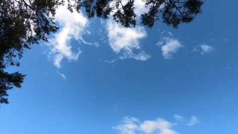 Pines and sky Stock Footage 92031002