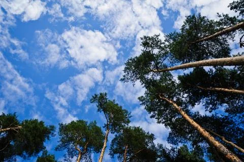 Pines and sky Stock Photos