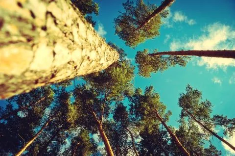 Pines and sky Stock Photos