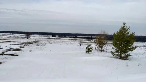 Pines and snow Stock Footage 127118469