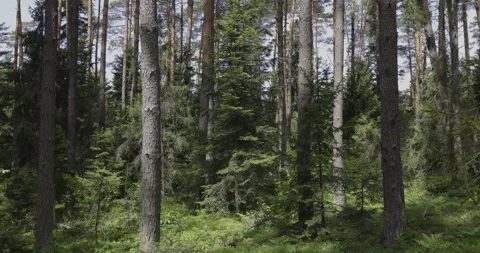 Pines and spruces, forest refuge, 4K Stock Footage 244334928