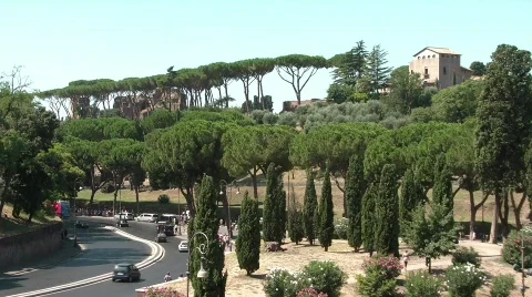 Pines and trees in Rome Stock Footage 524219
