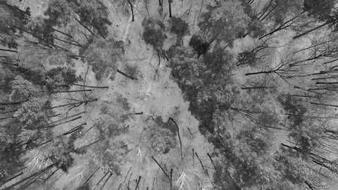 Pines and trees without leaves in the winter Stock Footage 70542241