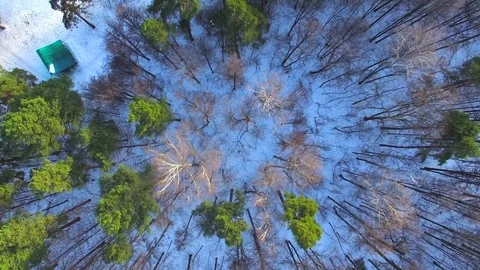 Pines and trees without leaves in the winter Stock Footage 70542593
