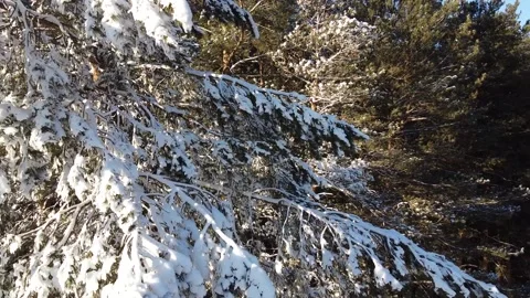 The pines are in the snow. Top view from a quadcopter Stock Footage 144728641