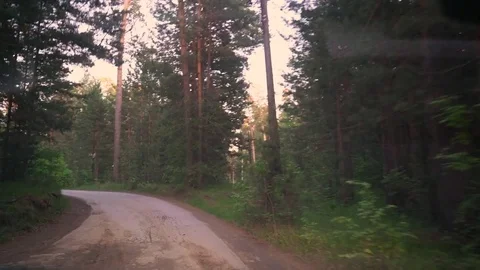 Pines on the background of the sun, a view from below. 库存影片 76436937