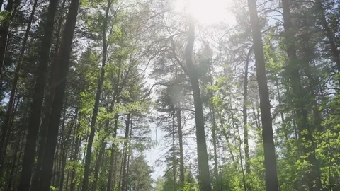 Pines on the background of the sun, a view from below. 库存影片 76437938