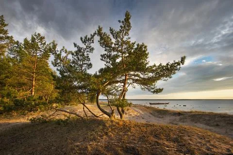 Pines on the beach Stock Photos