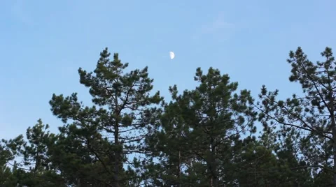 Pines with blue sky Stock Footage 45564128