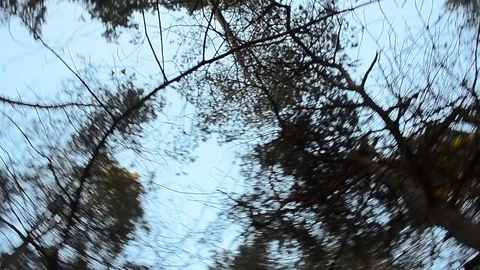 Pines from the bottom of 库存影片 72953059