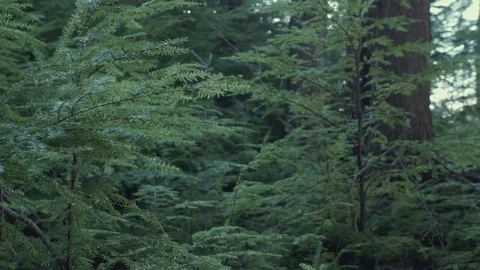 Pines Branches Dense Forest Stock Footage 73429038