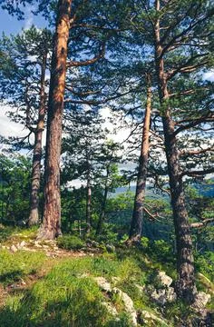 Pines in the Caucasus Mountains Stock Photos
