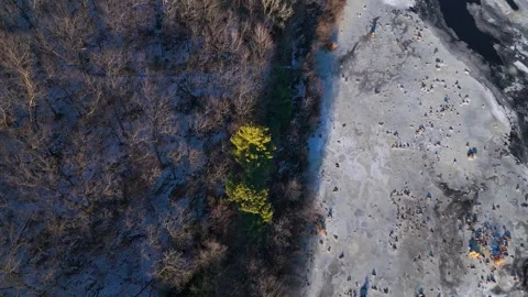 Pines on Chippewa river Stock Footage 301262292