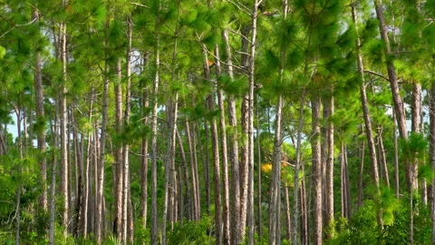 PINES CLOSE UP Stock Footage 162983951
