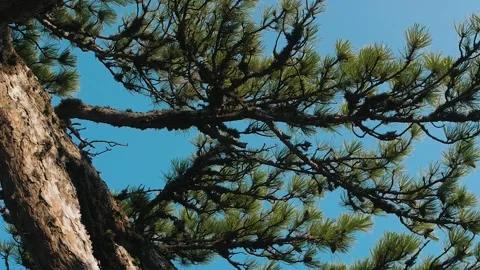 Pines cloud sky look up, close up Stock Footage 143137109
