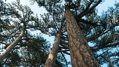 Pines cloud sky look up Stock Footage 143137055