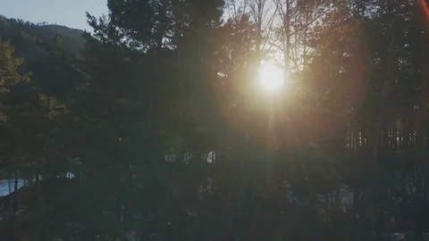 Pines in the dawn light on the mountain river bank Stock Footage 74082755