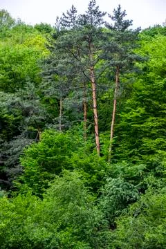 Pines in deciduous forest Stock Photos