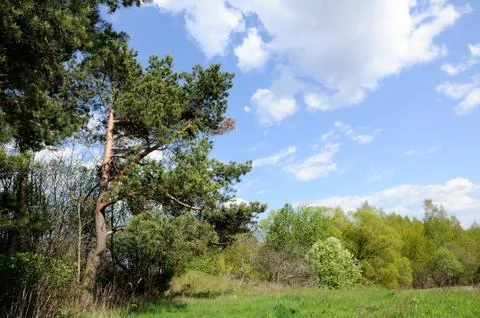 Pines on the edge of a glade under the spring blue sky Stock Photos