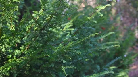 In the pines Stock Footage 60854865