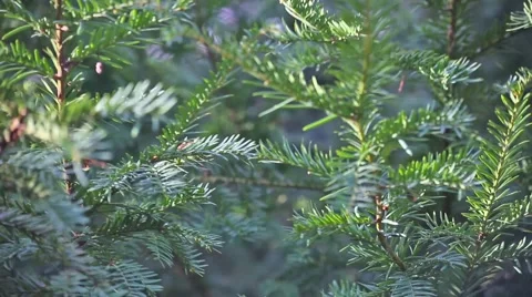 In the pines Stock Footage 60854868