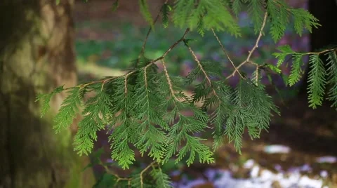 In the pines Stock Footage 60854869