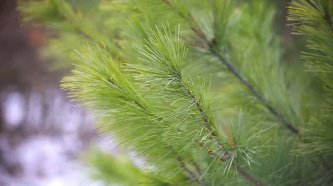 In the pines Stock Footage 60854870