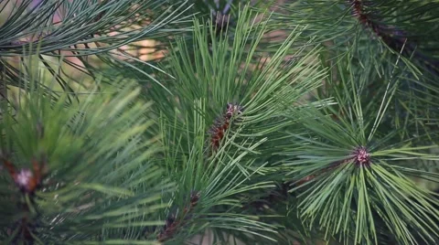 In the pines Stock Footage 60907658