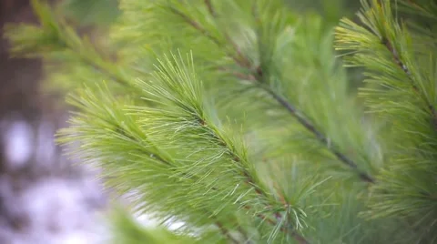 In the pines Stock Footage 60907689