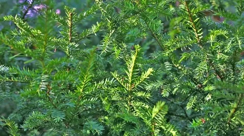 In the pines Stock Footage 60954004