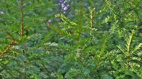 In the pines Stock Footage 60954006